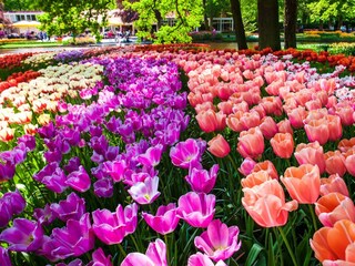 Keukenhof