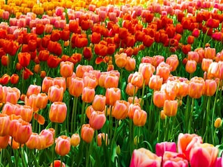 Bungalow Noordwijk Umgebung 14