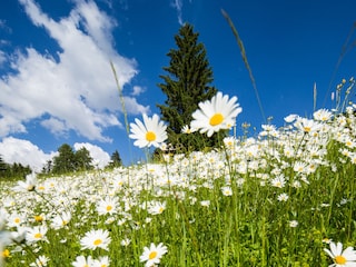 Juni... Abertausende von Gänseblümchen ...