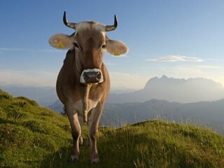 Appartamento per vacanze Reit im Winkl Ambiente 34