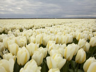 Casa per le vacanze Sint Maarten Ambiente 31