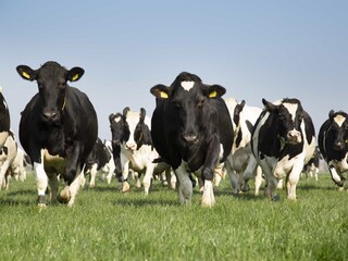 Casa per le vacanze Sint Maarten Ambiente 34