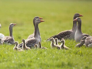 Casa per le vacanze Sint Maarten Ambiente 36