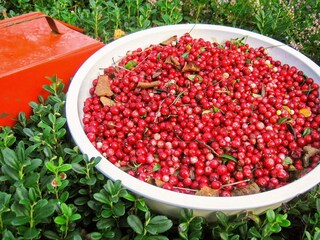 Vakantiehuis Schweden  8