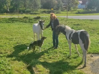 2 unserer Ponys