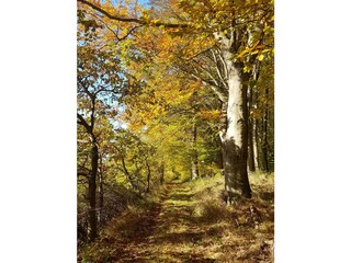 Herbst 2021 im Kainsberg bei Wollmar