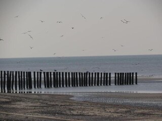 Appartement Renesse Environnement 23