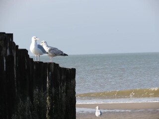 Appartement Renesse Environnement 28