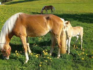 Appartamento per vacanze Egg in Vorarlberg Ambiente 36