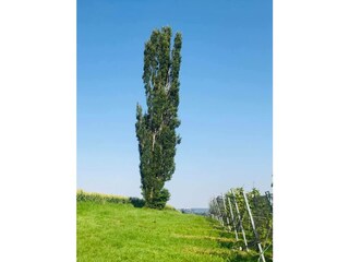 Villa Jagerberg Ambiente 18