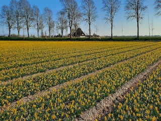 Ferienhaus Heiloo Außenaufnahme 6