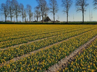 Vakantiehuis Heiloo Buitenaudio-opname 6