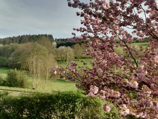 Blütenträume im Frühling