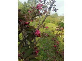 Unsere Apfelbaumblüte im Frühling
