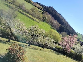Apfel- und Kirschblüten Frühling