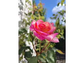 Rosenblüte