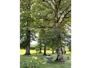 Sitzplatz unter alten Bäumen, im Garten