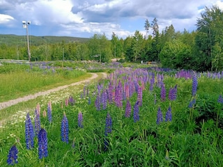 Ferienhaus Virserum  35