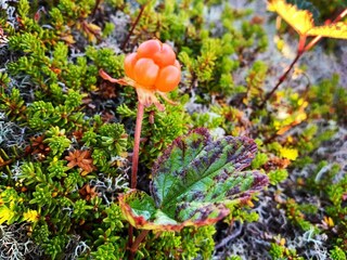 Vakantiehuis Vestvågøy  11