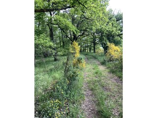 Wald  Umgebung