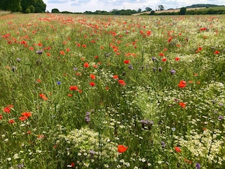 Felder in der Umgebung