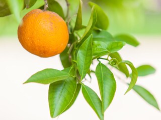 Maison de vacances Llubi Environnement 36