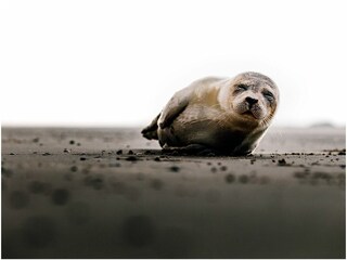 Seehund