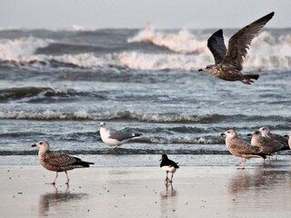 Möwen am Strand
