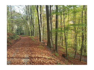 Herbst in Brexbachtal,wandern