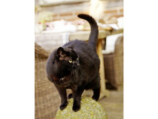 Casa per le vacanze Neuenkirchen in der Lüneburger Heide Caratteristiche 17