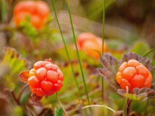 Ferienhaus Sälen  10