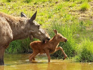 Ferienhaus Sälen  9