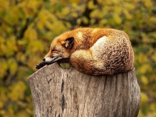 Vakantiehuis Sälen  13