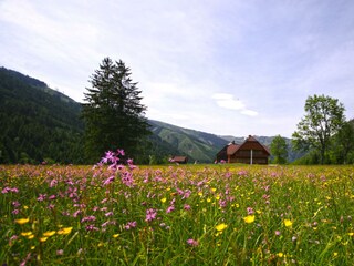 wiese_haus_weit