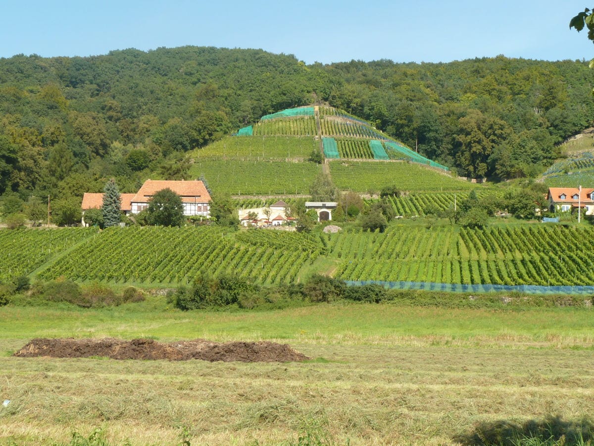 Weinberge zwischen Graupa und Pillnitz