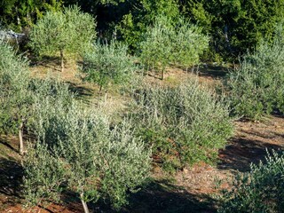 Villa Vrbnik Registrazione all'aperto 9