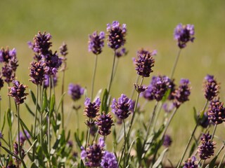 Ferienwohnung Mango Außenaufnahme 4