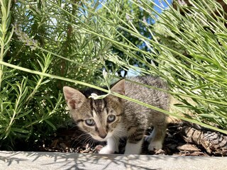 Ferienwohnung Mango Außenaufnahme 11