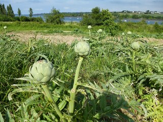 Vakantiehuis Plouezoc'h Omgeving 26