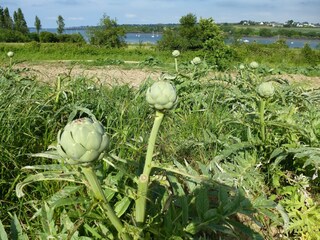 Vakantiehuis Plouezoc'h Omgeving 28