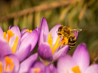 Appartement Altaussee Buitenaudio-opname 8