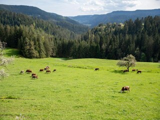 Farmhouse Schuttertal Environment 32
