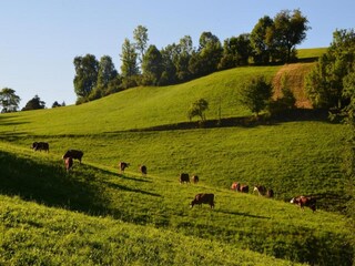 Farmhouse Schuttertal Environment 29
