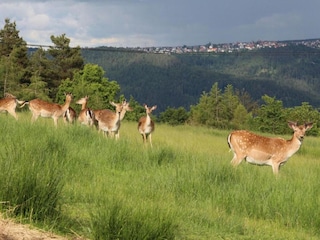 Type de propriété : Ferme Schuttertal Environnement 29