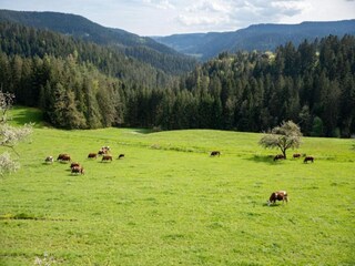 Type de propriété : Ferme Schuttertal Environnement 38