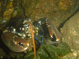 Casa per le vacanze Brouwershaven Ambiente 20