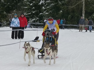 Schlittenhunderennen in Haidtmühle