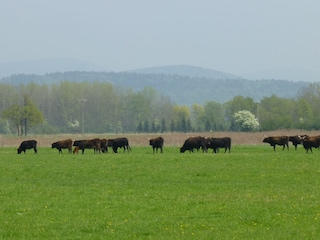 Auerochsen in Plattling