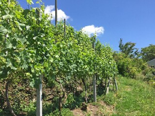 Holiday apartment Gordola Outdoor Recording 8