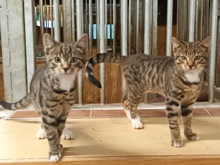 Unsere Katzen Max und Moritz